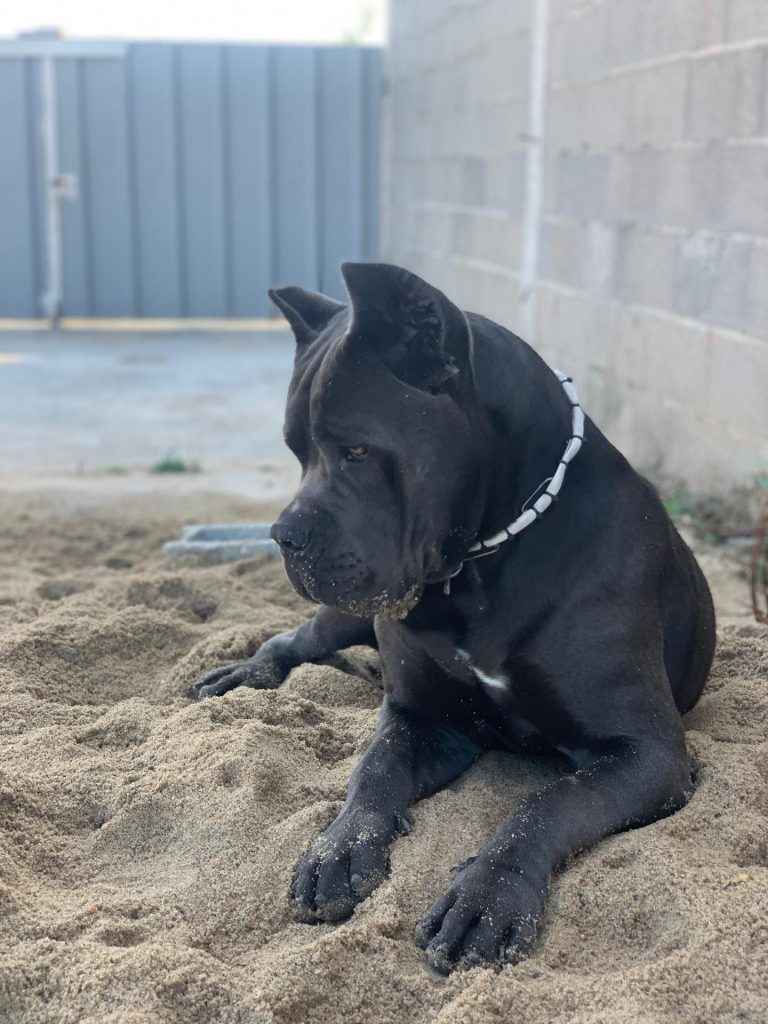 Cachorro Cane Corso