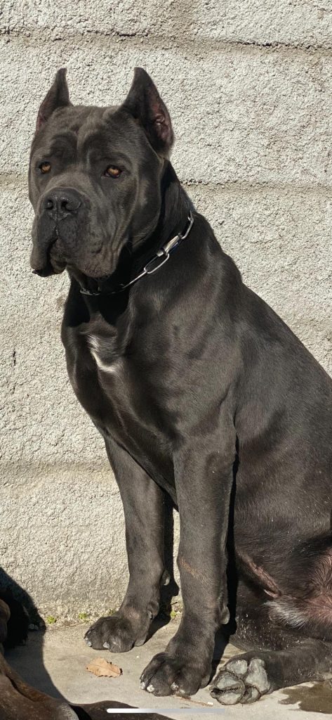 Cachorro Cane Corso