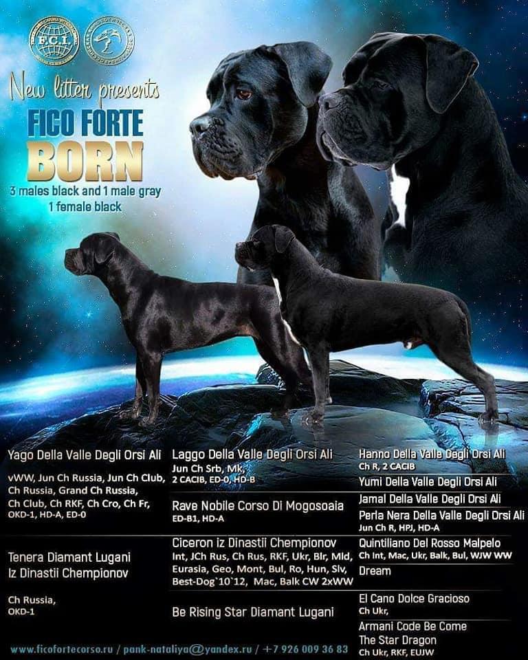 Cachorro Cane Corso
