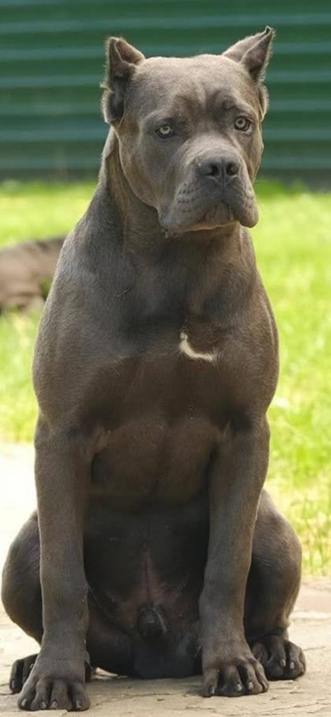 Cachorro Cane Corso